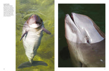 Whales & Dolphins - Interior 6