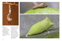 Butterflies - Interior 6