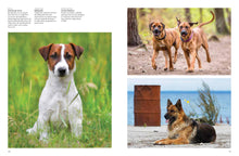 Dogs - Interior 6