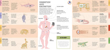 Foldout Anatomy - Interior 6