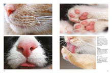 Cats - Interior 6