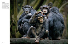 Forest Animals - Interior 6