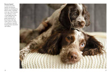 Puppies - Interior 6