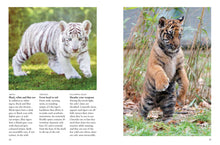 Tigers - Interior 6