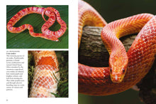 Snakes - Interior 6