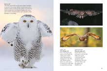 Birds of Prey - Interior 6