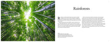 Forests - Interior 7