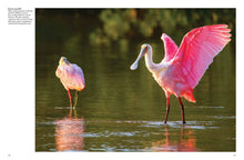 Tropical Birds - Interior 7