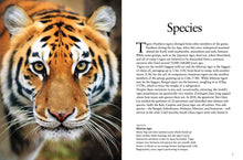 Tigers - Interior 7