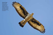 Birds of Prey - Interior 7