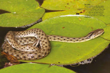 Snakes - Interior 7