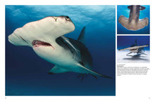 Sharks and Underwater Predators - Interior 7