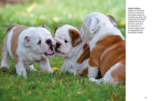 Puppies - Interior 7