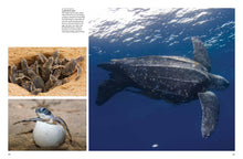 Endangered Animals - Interior 7