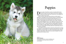 Dogs - Interior 7