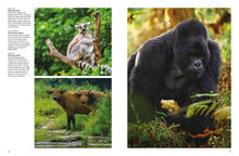 Forest Animals - Interior 7