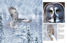 Birds of Prey - Interior 7