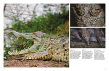 Crocodiles, Alligators & Lizards - Interior 7