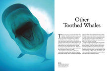Whales & Dolphins - Interior 7