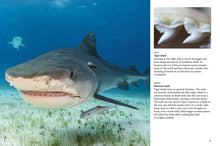 Sharks & Underwater Predators - Interior 7