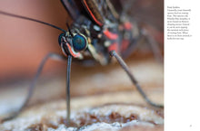 Butterflies - Interior 7