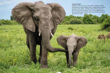 Elephants - Interior 7