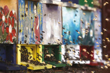 Bees - Interior 7