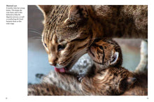 Kittens - Interior 7