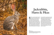 Rabbits - Interior 7