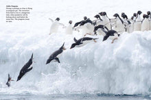 Penguins - Interior 7