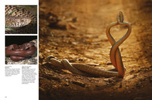 Snakes - Interior 7
