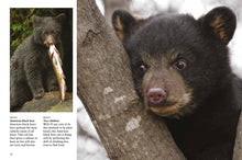 Bears - Interior 7