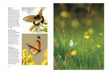 Butterflies - Interior 8