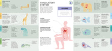 Foldout Anatomy - Interior 8